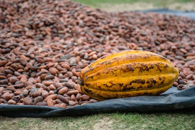 Cacao y semillas / Ákos Helgert