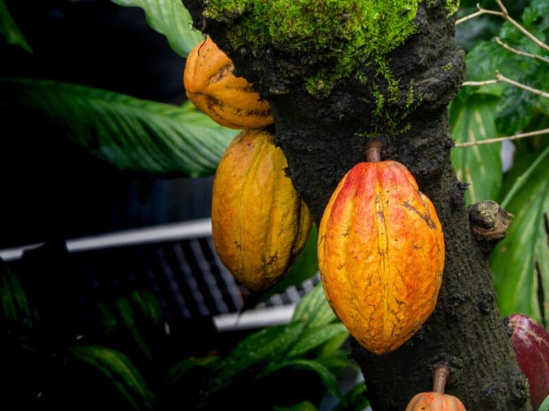 Cacao en las ramas de un árbol / KLT Dinusha